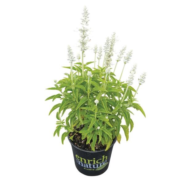 Salvia Sallyfun White - 2.5L