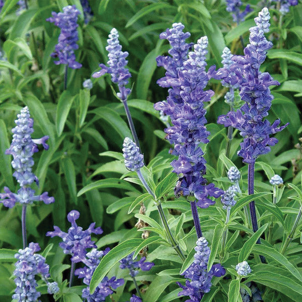 Salvia Blue Bedder