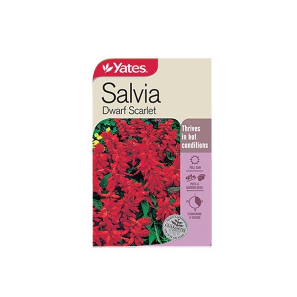 Salvia Dwarf Scarlet