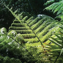 Native Silver Fern (Ponga)