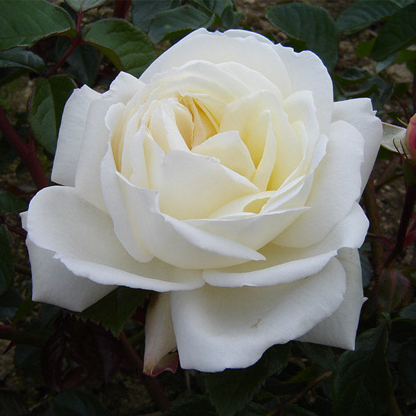 Hilliar Roses Sir Edmund Hilary