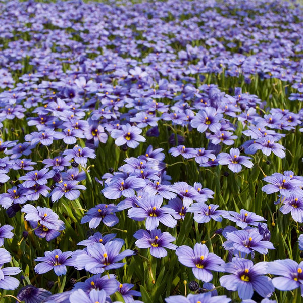 Sisyrinchium Devon Skies - 12cm