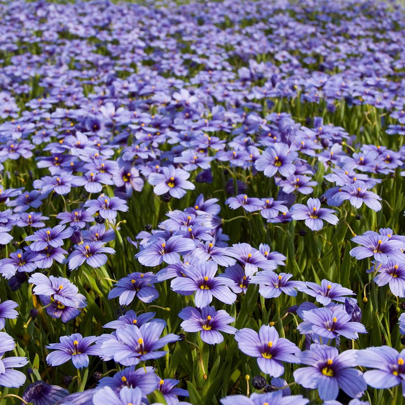 Sisyrinchium Devon Skies - 12cm