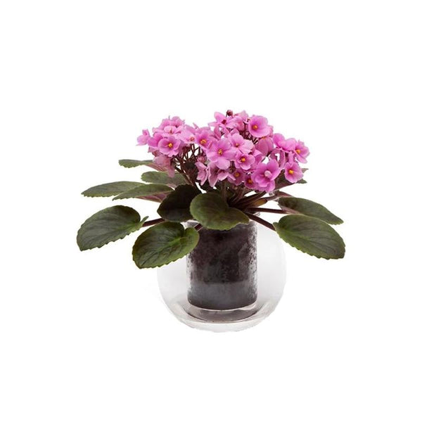 Cup o Flora Self Watering Pot - Small