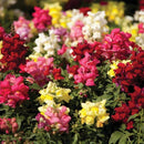 Snapdragon Tom Thumb