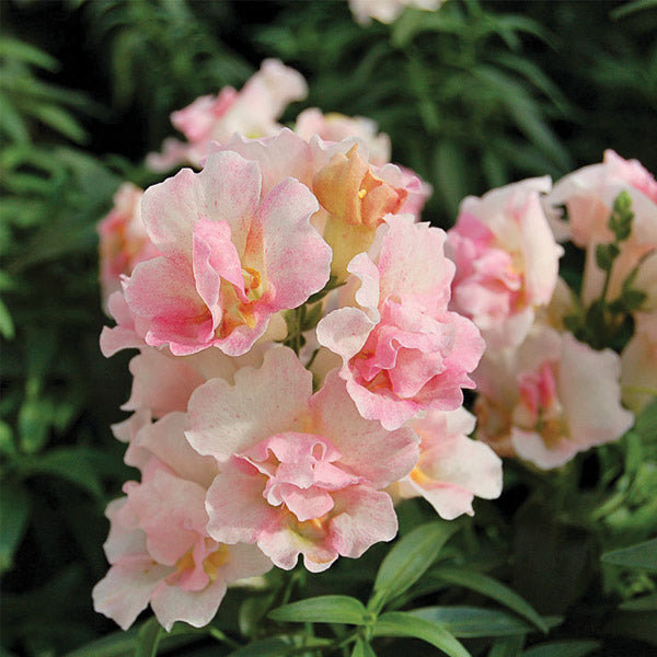 Snapdragon Twinny Appleblossom