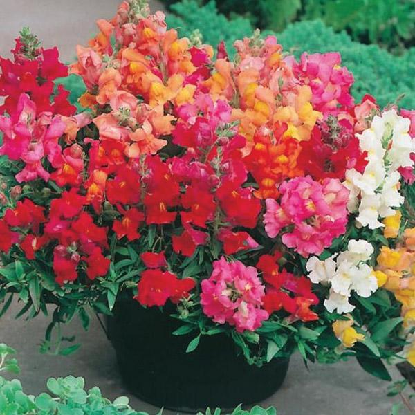 Snapdragon Magic Carpet Mixed Seed