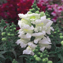 Snapdragon Snapshot White