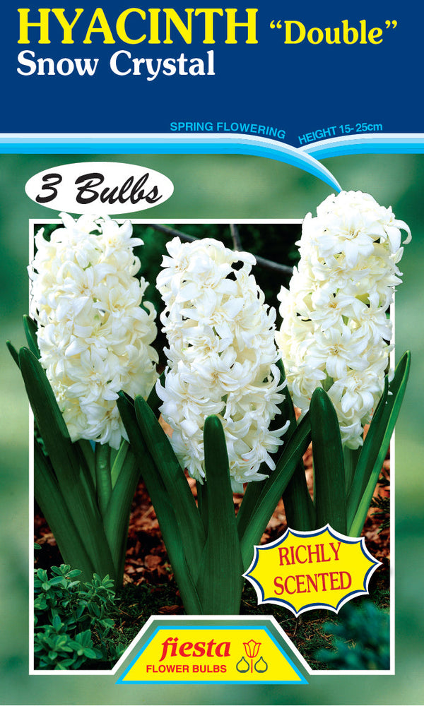 Hyacinth Double Snow Crystal 3PK