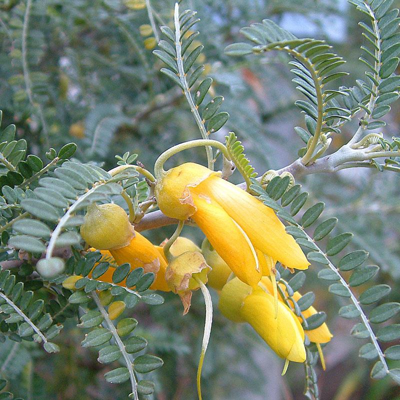 Sophora Dragon's Gold - 2.5L