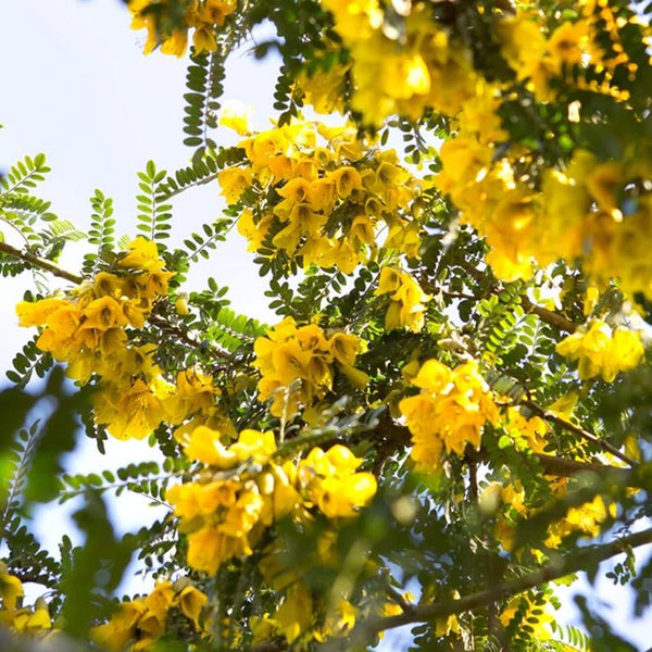 Sophora Sun King - 3.3L