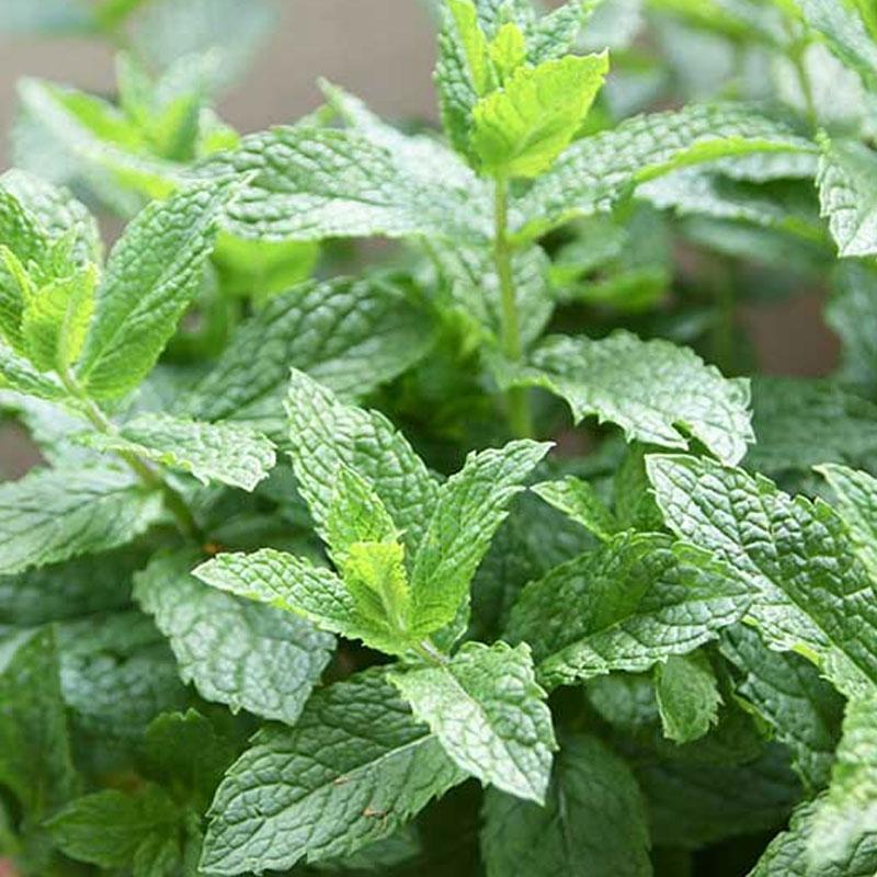 Spearmint  - 10CM