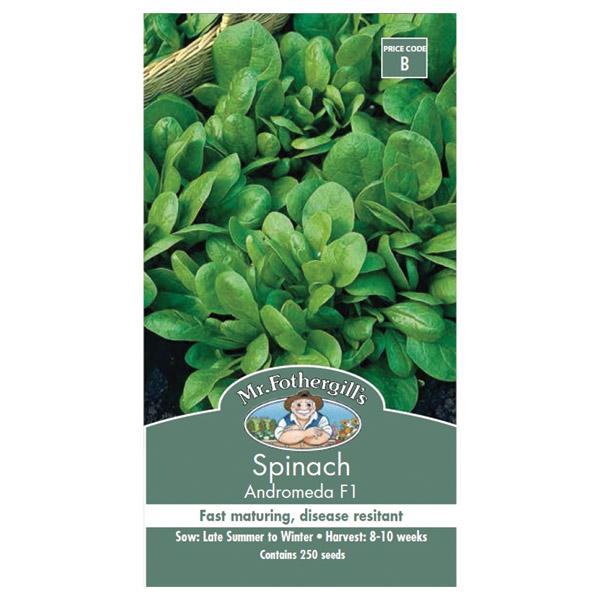 Spinach Andromeda Seed