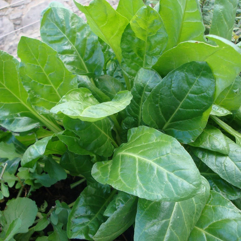 Spinach Perpetual Vegetable Punnet