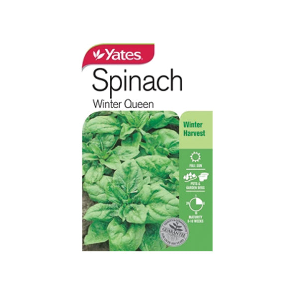 Spinach Winter Queen