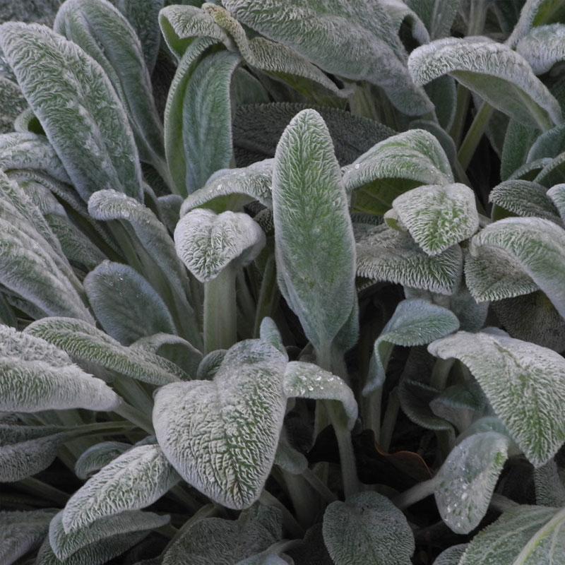 Stachys Lambs Ears - 14cm