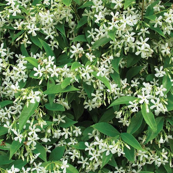 Trachelospermum Jasminoides - 2L