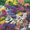 Statice Special Mixed Seed