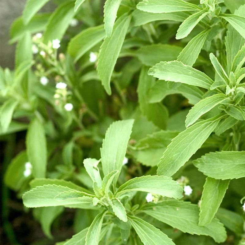 Stevia  - 10CM