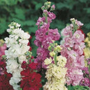 Stock Ten Week Perfection Seed