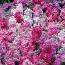 Stock Giant Perfection