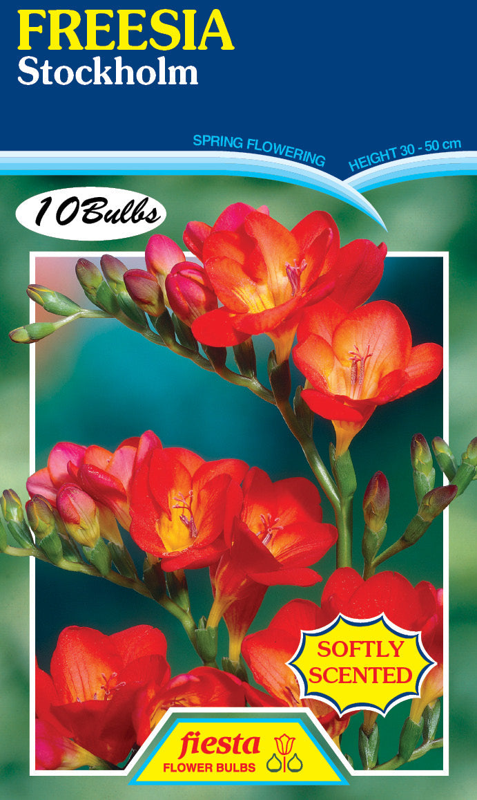 Freesia Stockholm 10PK