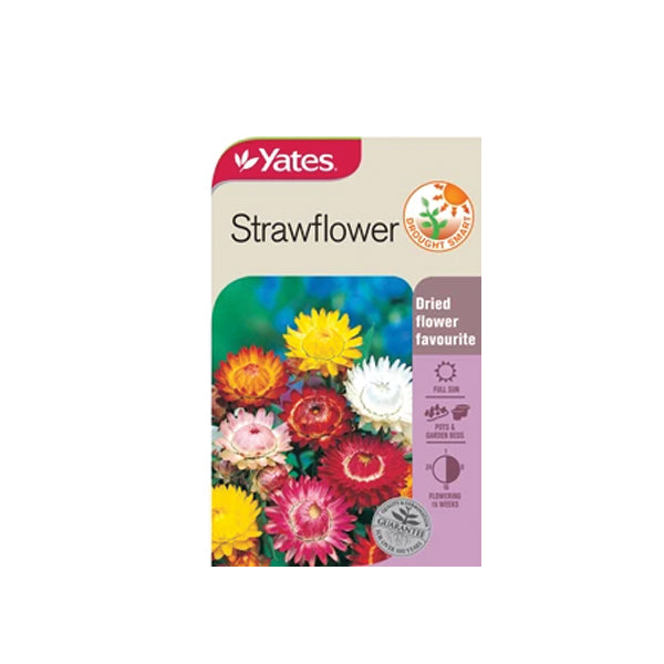 Strawflower