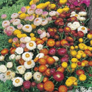 Strawflower Dwarf Mixed  Seed