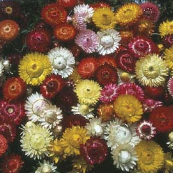 Strawflower Tall Mixed Seed