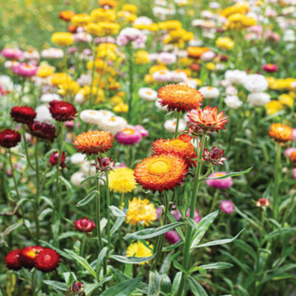Strawflower