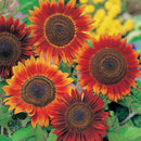 Sunflower Bronze Shades