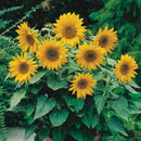 Sunflower Dwarf Sunsation Seed