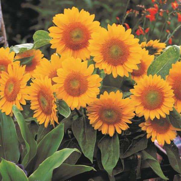 Sunflower Envy Seed