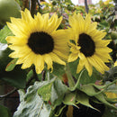 Sunflower Moonwalker