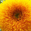 Sunflower Teddy Bear Seed