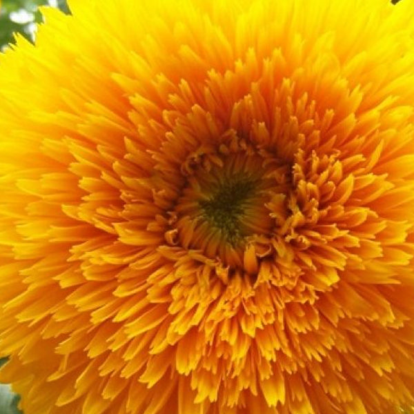 Sunflower Teddy Bear Seed