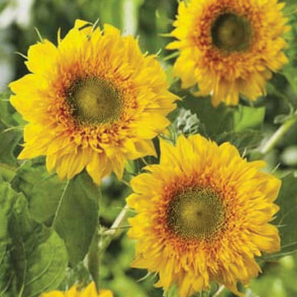 Sunflower Double Delight Seed