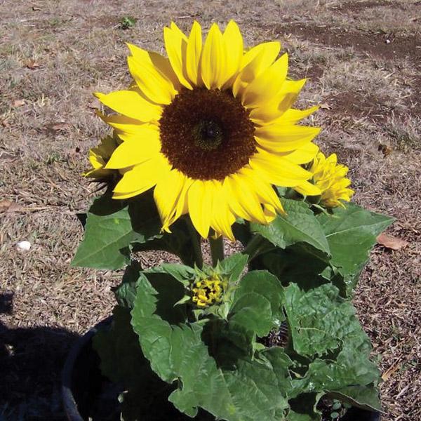 Sunflower Dwarf Eos Seed