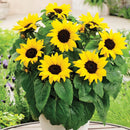 Sunflower Dwarf Sensation