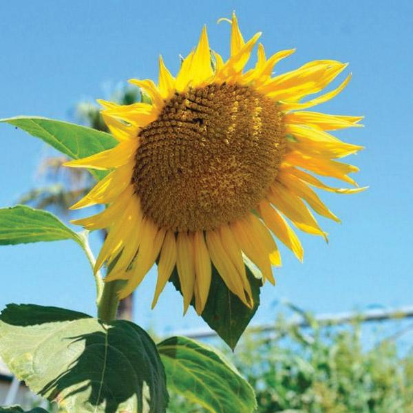 Sunflower Giant King Kong Seed