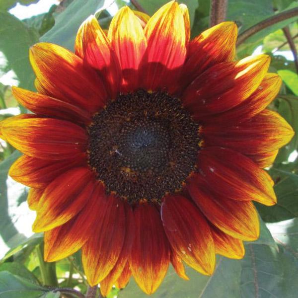 Sunflower Royal Velvet Seed
