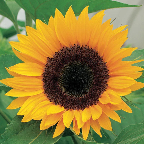 Sunflower Yellow Empress