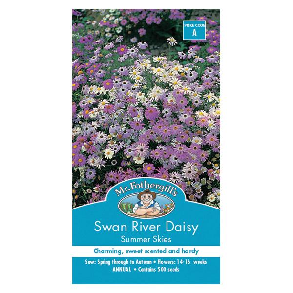 Swan River Daisy Summer Skies Seed