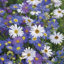 Swan River Daisy Summer Skies Seed