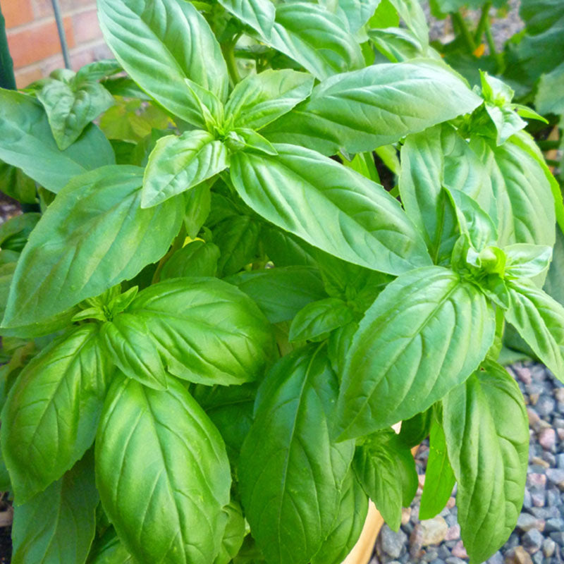 Basil Sweet - 10CM