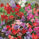 Sweet Pea Bijou Semi Dwarf