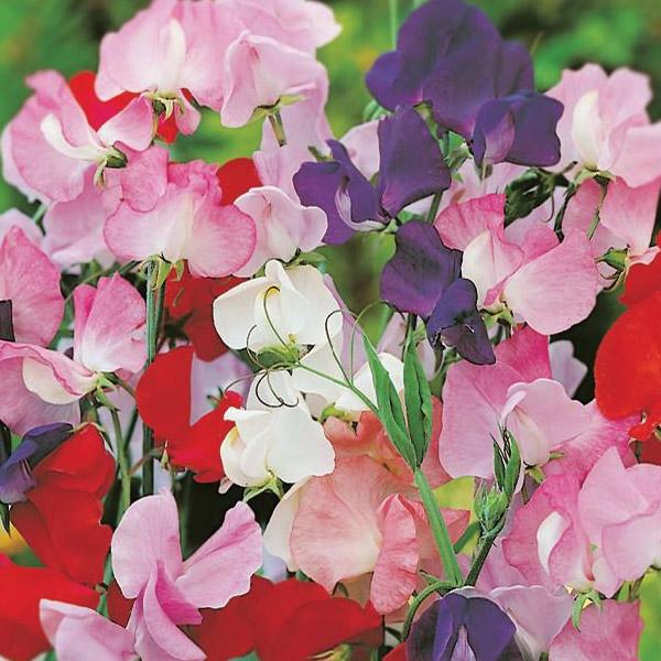 Sweet Pea Colourcade