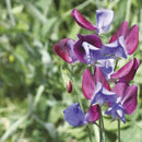 Sweet Pea Cupani Seed