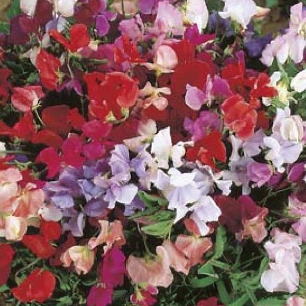 Sweet Pea Explorer Mixed Seed