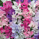 Sweet Pea Hammett's Surprise